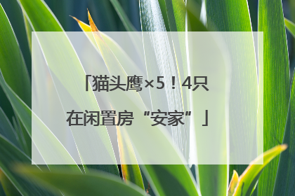 猫头鹰×5！4只在闲置房“安家”