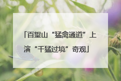百望山“猛禽通道”上演“千猛过境”奇观