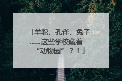 羊驼、孔雀、兔子……这些学校藏着 “动物园”？！