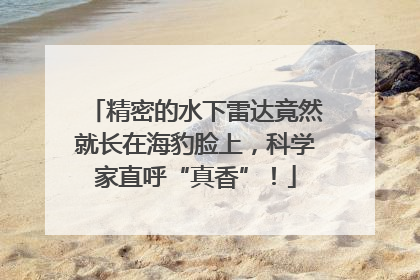 精密的水下雷达竟然就长在海豹脸上，科学家直呼“真香”！