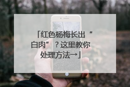 红色杨梅长出“白肉”？这里教你处理方法→