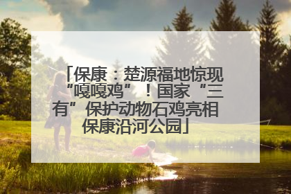 保康：楚源福地惊现“嘎嘎鸡”！国家“三有”保护动物石鸡亮相保康沿河公园