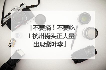 不要摘！不要吃！杭州街头正大量出现紫叶李