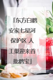 东方白鹳安家七星河保护区 人工巢迎来首批鹳宝