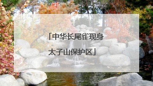 中华长尾雀现身太子山保护区