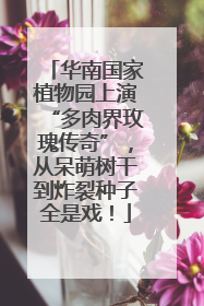 华南国家植物园上演“多肉界玫瑰传奇”，从呆萌树干到炸裂种子全是戏！