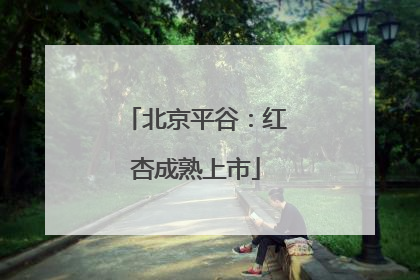 北京平谷：红杏成熟上市
