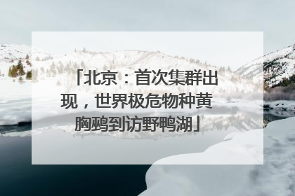 北京：首次集群出现，世界极危物种黄胸鹀到访野鸭湖