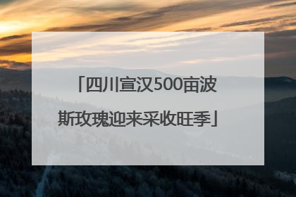 四川宣汉500亩波斯玫瑰迎来采收旺季