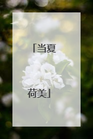 当夏荷美