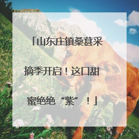 山东庄镇桑葚采摘季开启！这口甜蜜绝绝“紫”！