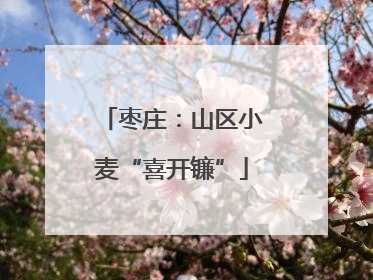 枣庄：山区小麦“喜开镰”