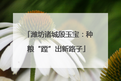 潍坊诸城殷玉宝：种粮“蹚”出新路子