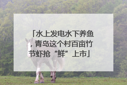 水上发电水下养鱼，青岛这个村百亩竹节虾抢“鲜”上市