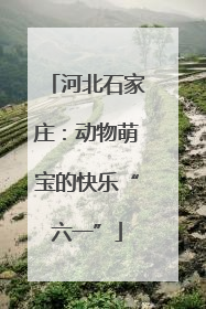 河北石家庄：动物萌宝的快乐“六一”