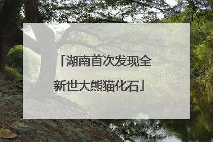 湖南首次发现全新世大熊猫化石