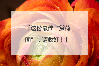 这份最佳“赏荷图”，请收好！