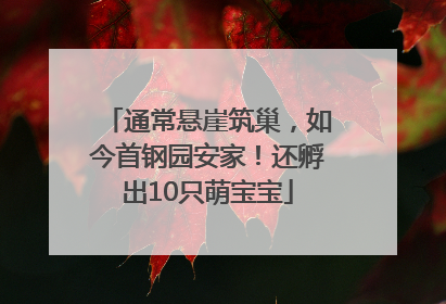 通常悬崖筑巢，如今首钢园安家！还孵出10只萌宝宝