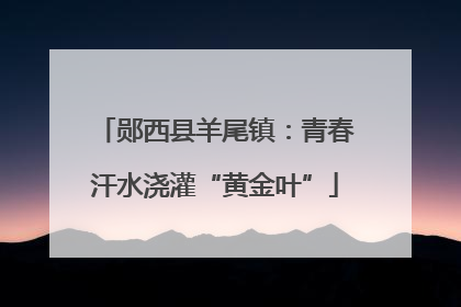 郧西县羊尾镇：青春汗水浇灌“黄金叶”
