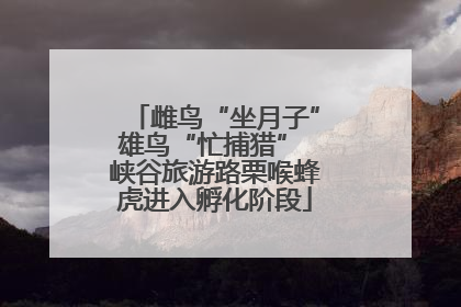 雌鸟“坐月子”雄鸟“忙捕猎” 峡谷旅游路栗喉蜂虎进入孵化阶段