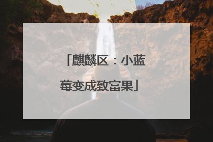 麒麟区：小蓝莓变成致富果