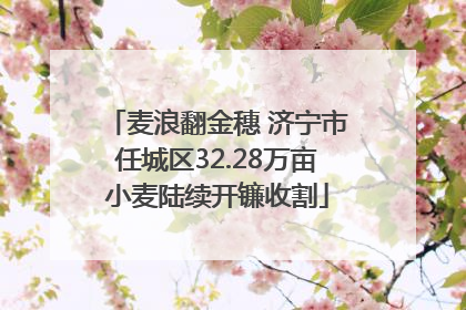 麦浪翻金穗 济宁市任城区32.28万亩小麦陆续开镰收割