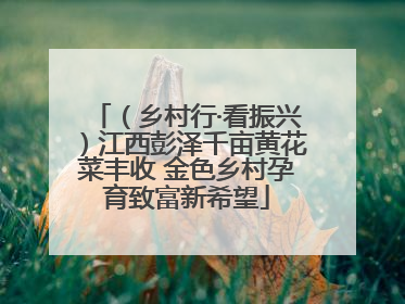 （乡村行·看振兴）江西彭泽千亩黄花菜丰收 金色乡村孕育致富新希望
