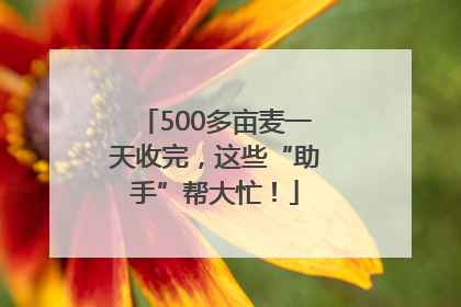 500多亩麦一天收完，这些“助手”帮大忙！